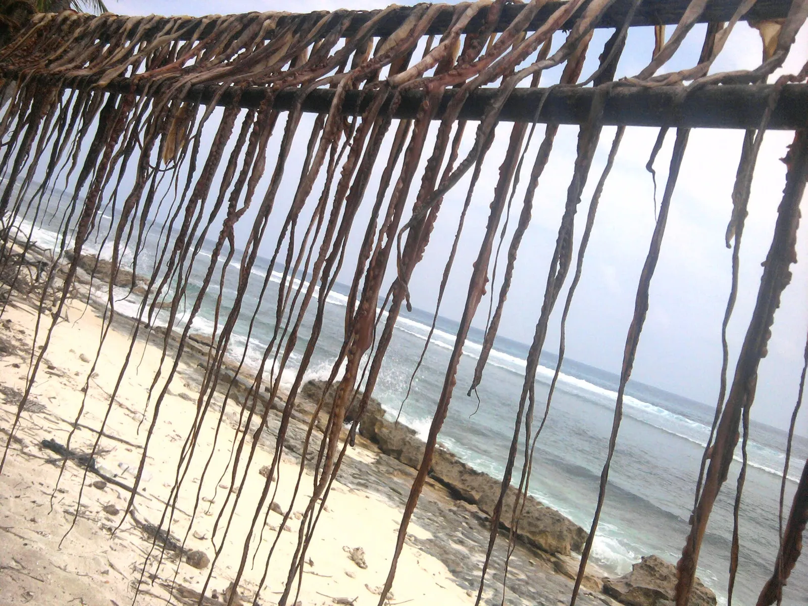 Octopus hung to dry on a wooden rail above a sandy beach, with reef rock and surf beyond